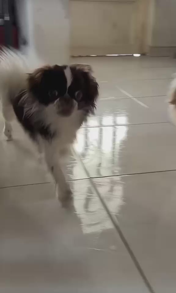 Load video: 